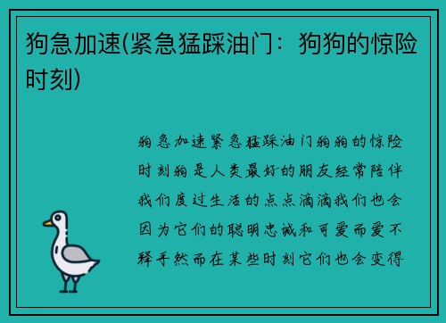 狗急加速(紧急猛踩油门：狗狗的惊险时刻)